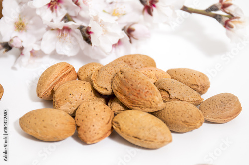 almond tree branch and almonds