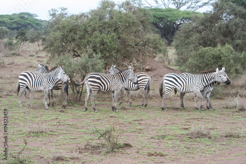 afrikanische Zebras im Nationalpark