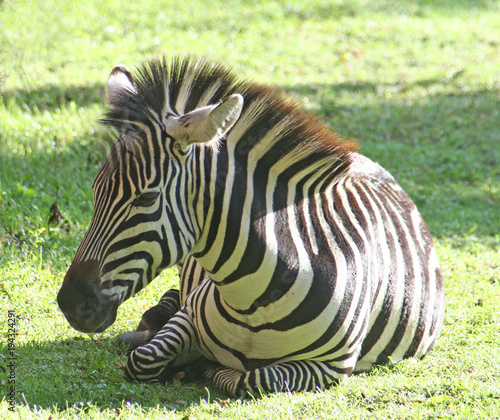 afrikanisches Zebra liegt im Nationalpark