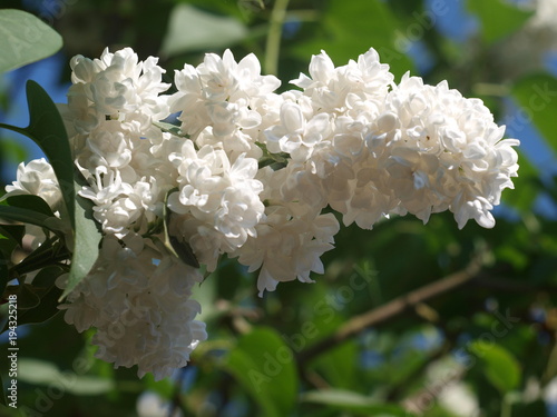 White sering flowers in garden in Nieuwerkerk aan den IJssel, the Netherlands photo