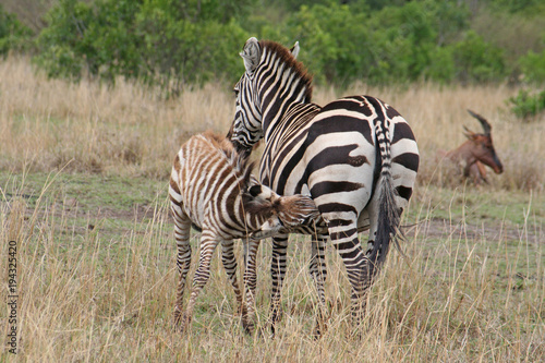 junges Zebra wird von ihrer Mutter ges  ugt