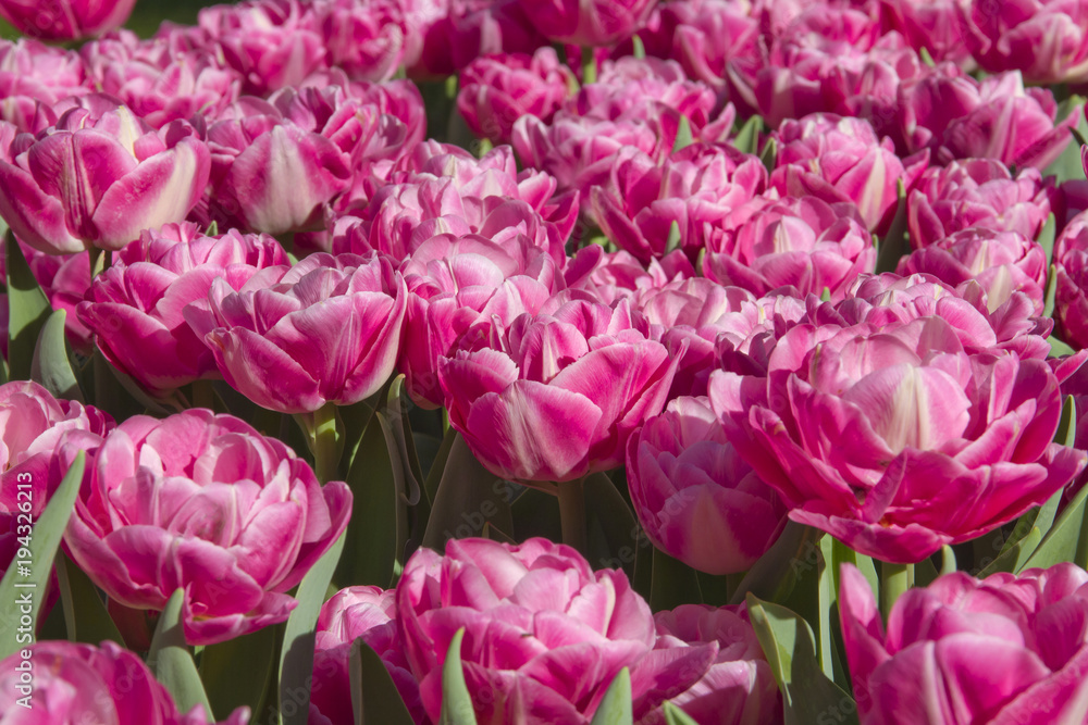Obraz premium Fiore Tulipani Tulipano