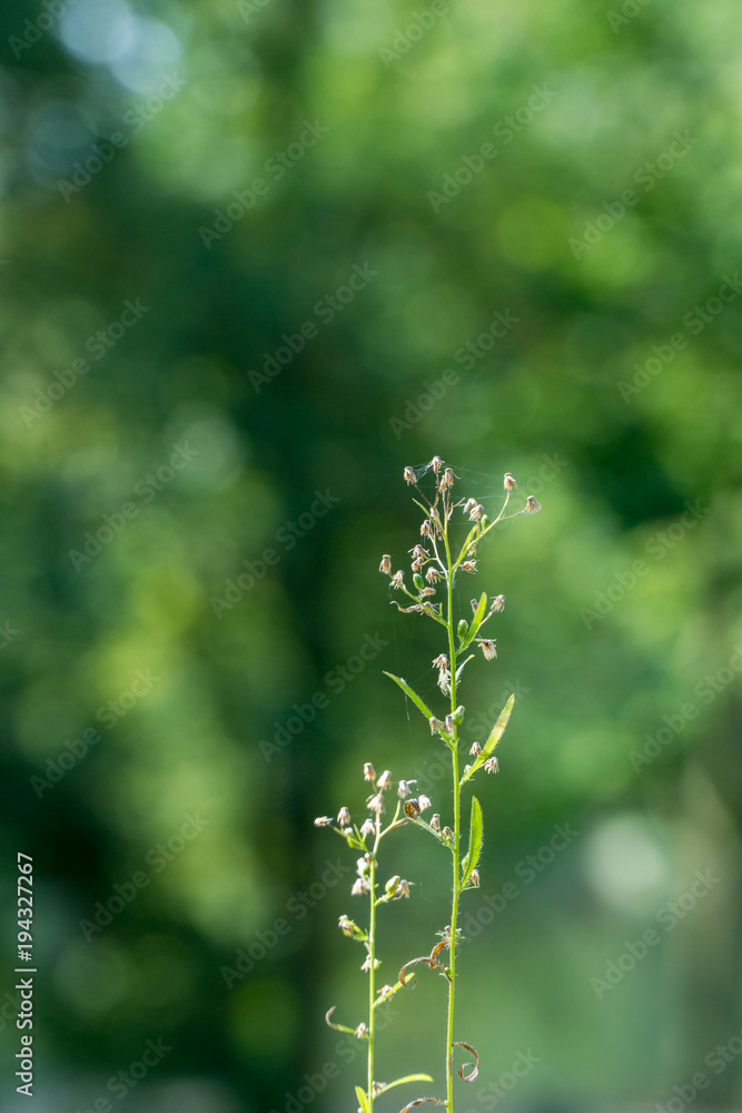 plants on blurry background plants on blurry background