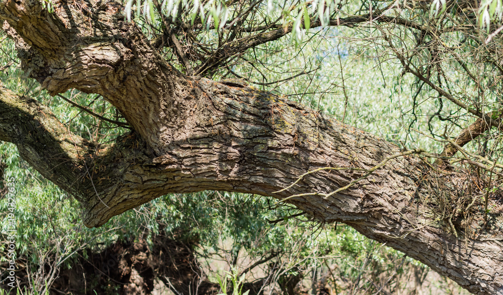 Fototapeta premium Nature