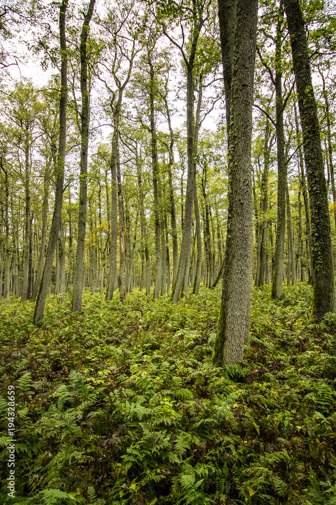 Obraz premium Forest full of fern on Curonian Spit, Lithuania