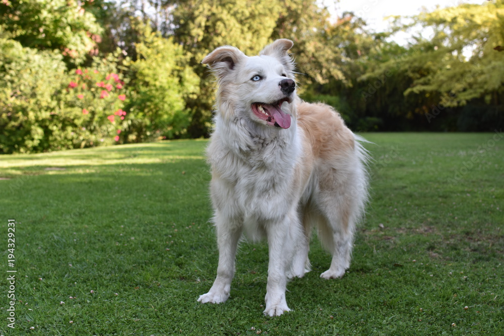 Border collie Border collie
