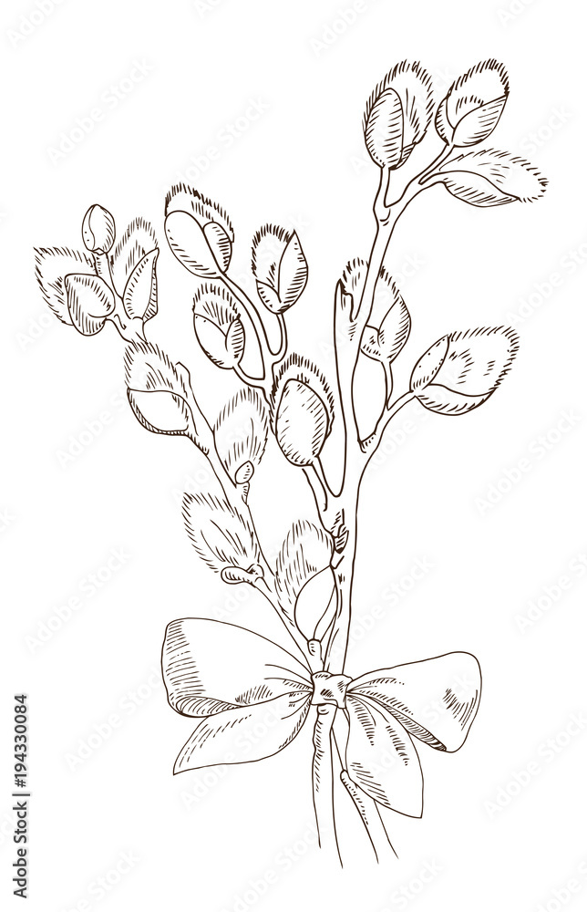 bunch of willow branches tied with a bow. The sketch marker. Vector
