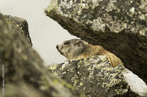 Alpine Marmot  Marmota marmota latirostris  Tatra national park  Slovakia  rodent in mountain