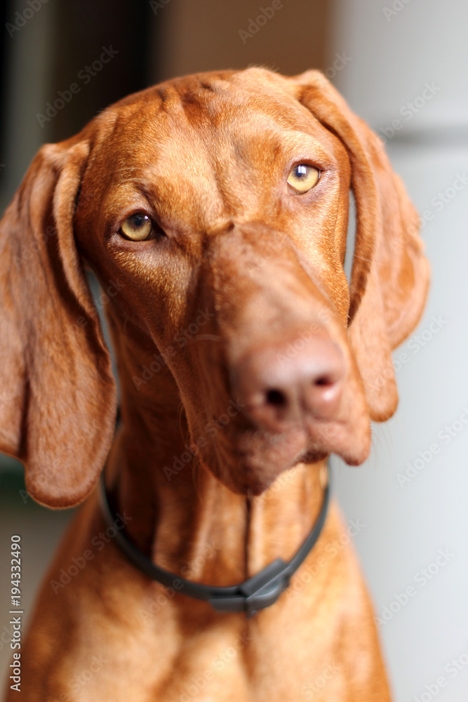 Hungarian vizsla dog, portrait
