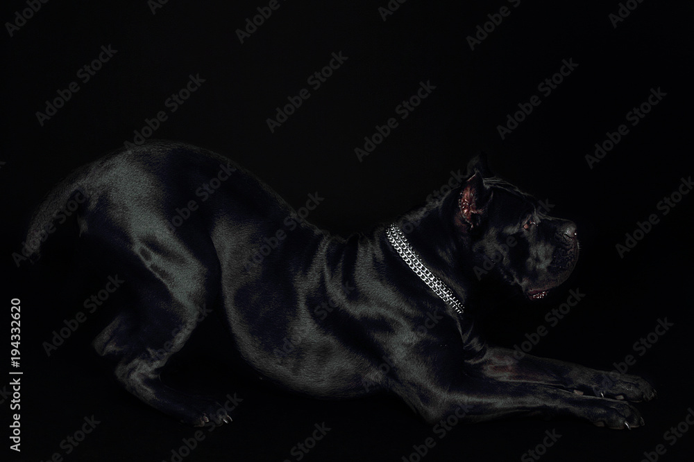 Obraz Cane-corso black dog, on a black background