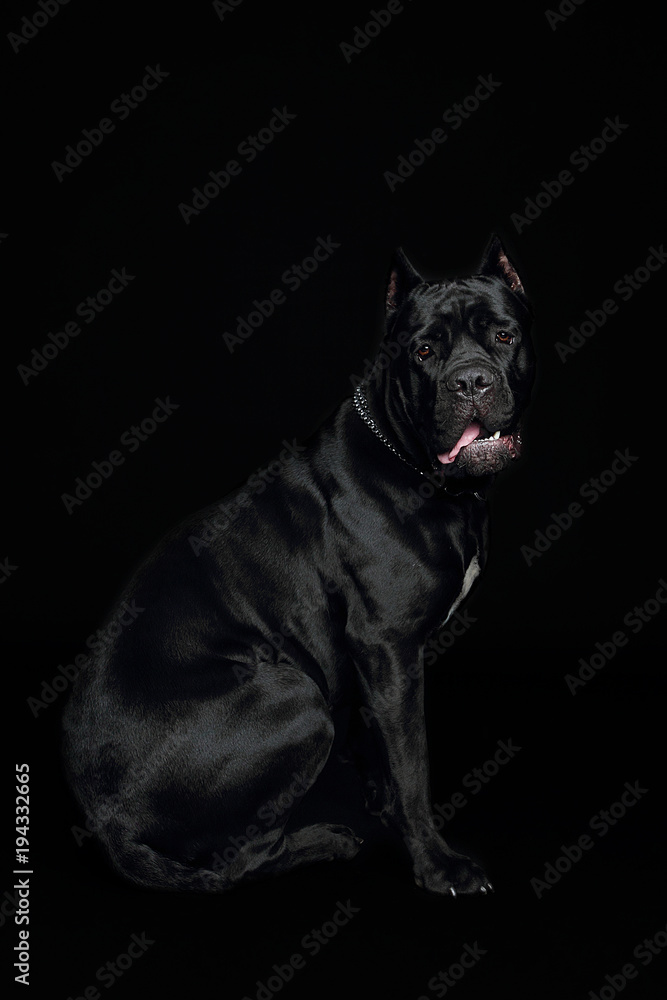 Cane-corso black dog, on a black background Cane-corso black dog, on a black background