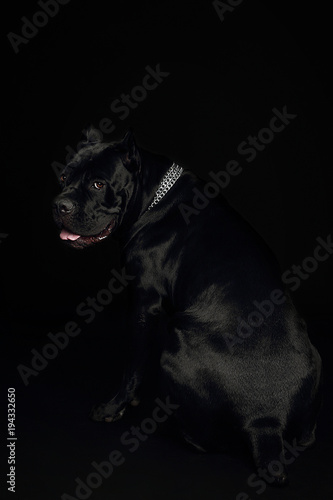 Fototapeta Naklejka Na Ścianę i Meble -  Cane-corso black dog, on a black background