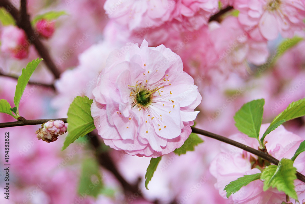 Fine pink flower Almonds trilobate - obrazy, fototapety, plakaty 