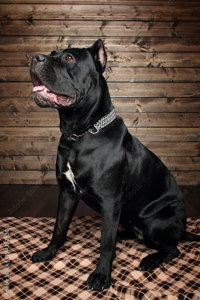 cane corso black dog, on a brown background cane corso black dog, on a brown background