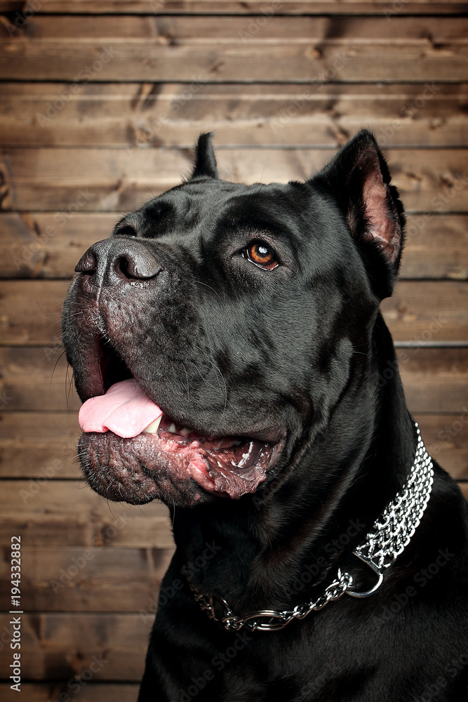 cane corso black dog, on a brown background cane corso black dog, on a brown background