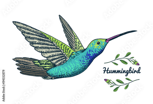 Small hummingbird. Rufous bird. Exotic tropical animal icons. Golden tailed sapphire. Use for wedding, party. engraved hand drawn in old sketch.