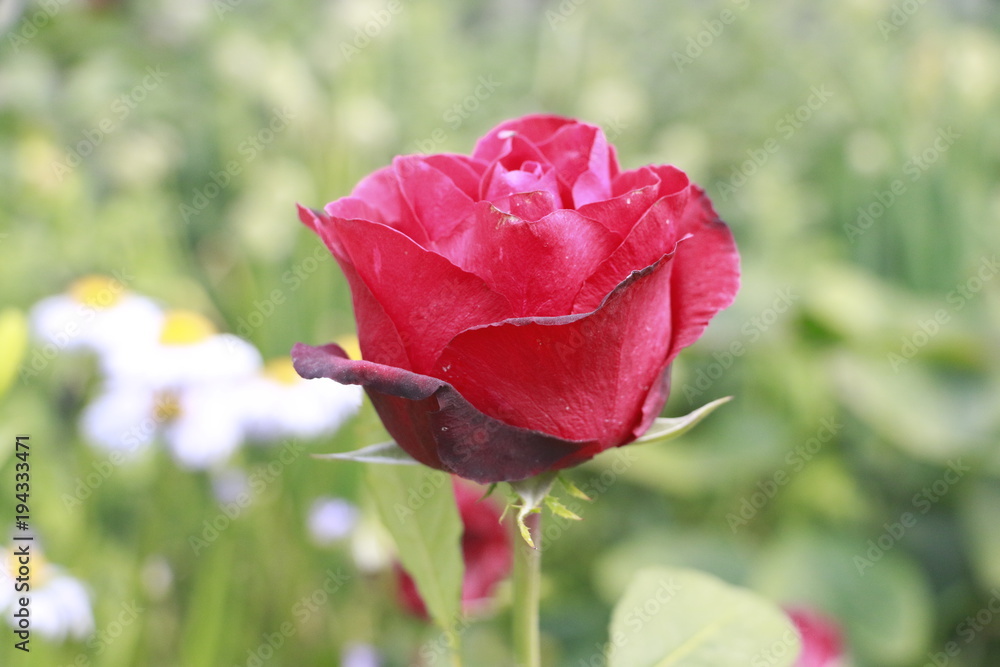rose, flower, red, nature, garden, love, pink, beauty, roses, romance, green, plant, flowers, petal, petals, flora, floral, red rose, bud, macro, blossom, bloom, leaf, isolated, valentine rose, flower, red, nature, garden, love, pink, beauty, roses, romance, green, plant, flowers, petal, petals, flora, floral, red rose, bud, macro, blossom, bloom, leaf, isolated, valentine