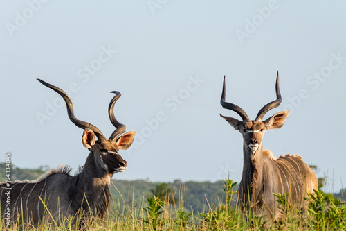 Photo Kudus Spotted On South African Safari