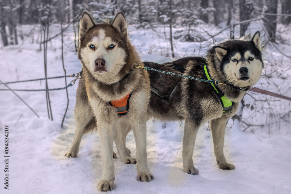 Sled dog racing alaskan malamute snow competition race