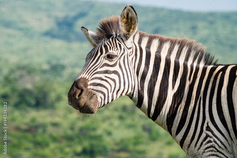 Fototapeta premium Curious Burchell's Zebra In South Africa