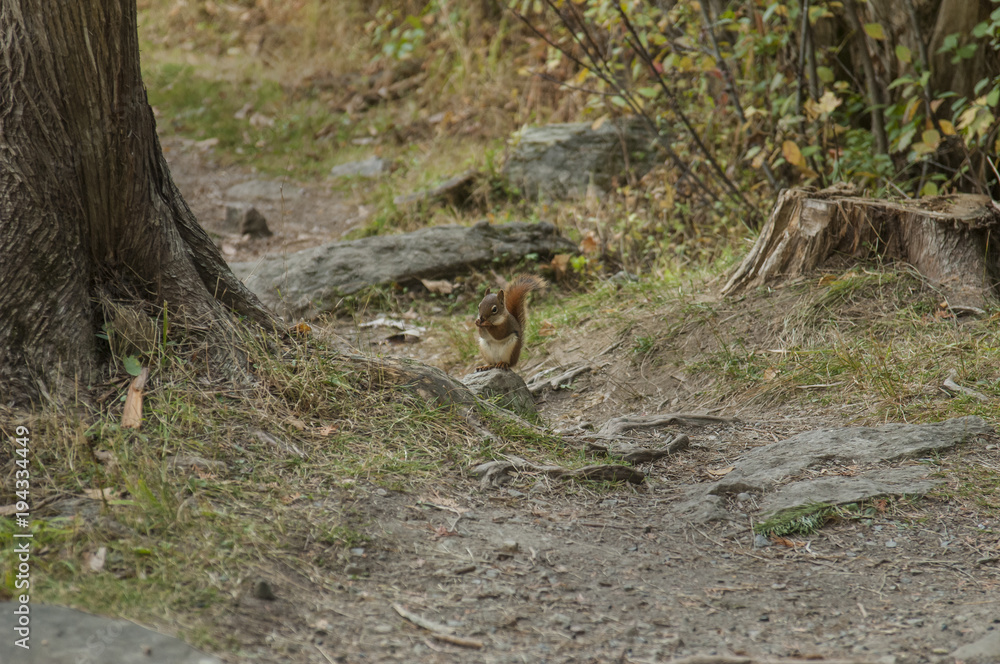 Red Squirrel Red Squirrel
