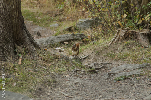 Red Squirrel