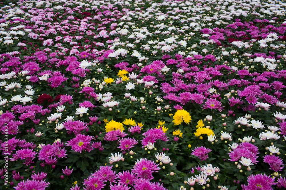 Plantation with flowers, aster. Commercial cultivation of flowers in a greenhouse