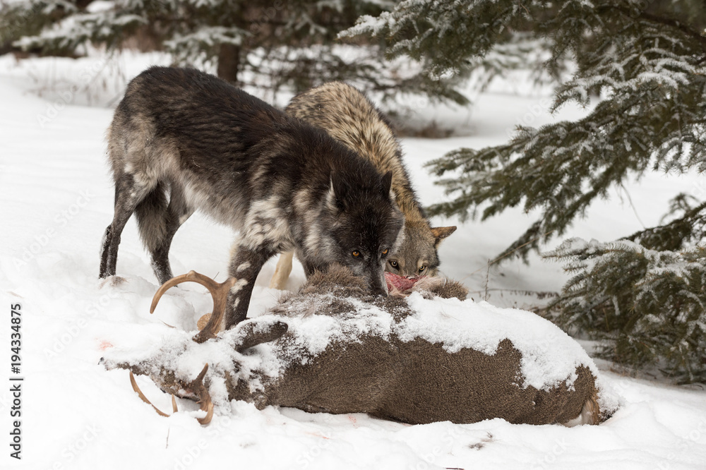 Black Phase and Grey Wolf (Canis lupus) Feed at Deer Carcass Black Phase and Grey Wolf (Canis lupus) Feed at Deer Carcass