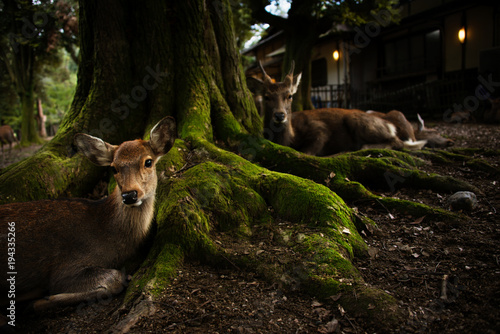 Deer Park in Nara  Japan