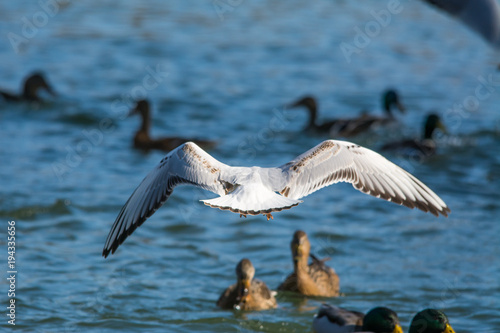 Wildlife photo - Common gull flies on the lake in winter sunny day, Danubian wetland, Slovakia, Europe © Tom