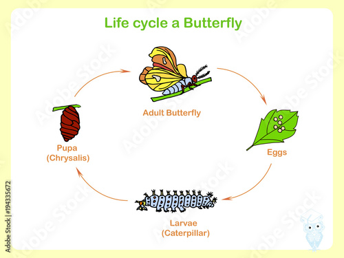 Scheme of the Life cycle a butterfly, flats design vector illustration