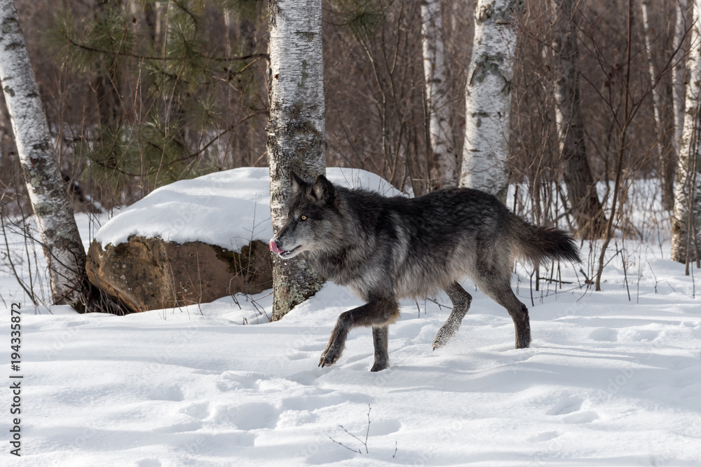 Fototapeta premium Black Phase Grey Wolf (Canis lupus) Walks Left Licking Nose