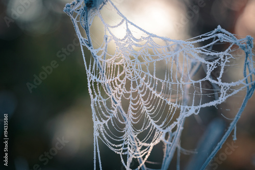 Hoarfrost on the cobweb. Autumn morning frost.
