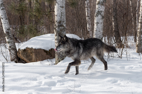 Black Phase Grey Wolf (Canis lupus) Walks Left Licking Nose © hkuchera