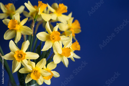 Fototapeta Naklejka Na Ścianę i Meble -  Bright yellow narcissus or daffodil flowers on blue background. Selective focus. Place for text.