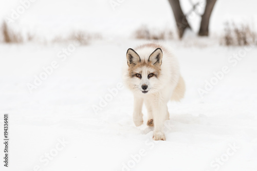 Red Marble Fox (Vulpes vulpes) Walks Forward