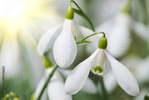 white snowdrop flowers in spring photo