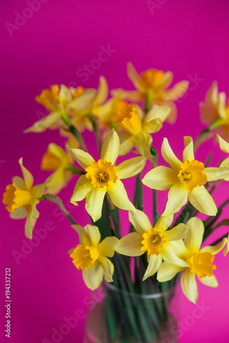 Fototapeta Naklejka Na Ścianę i Meble -  Bright yellow narcissus or daffodil flowers on pink background. Place for text.