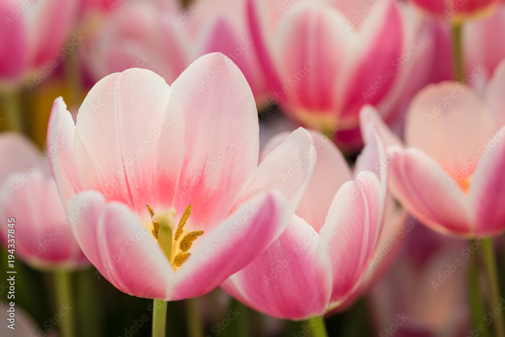 Fototapeta premium Blossoming tulips, selective focus, spring postcard background concept.