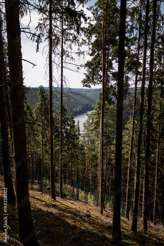 Obraz premium forest