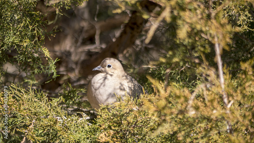 Dove Tree