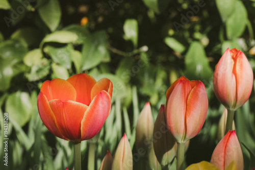 Blooming red tulips, selective focus, spring postcard background concept. photo