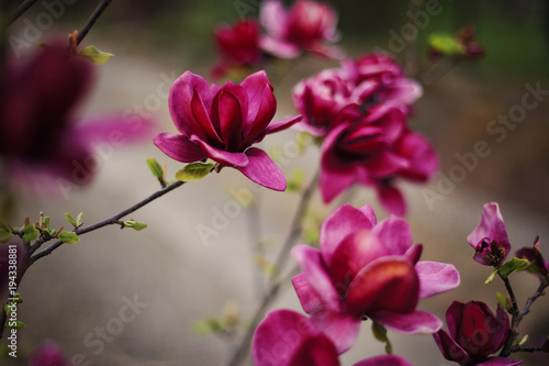 pink flower magnolia