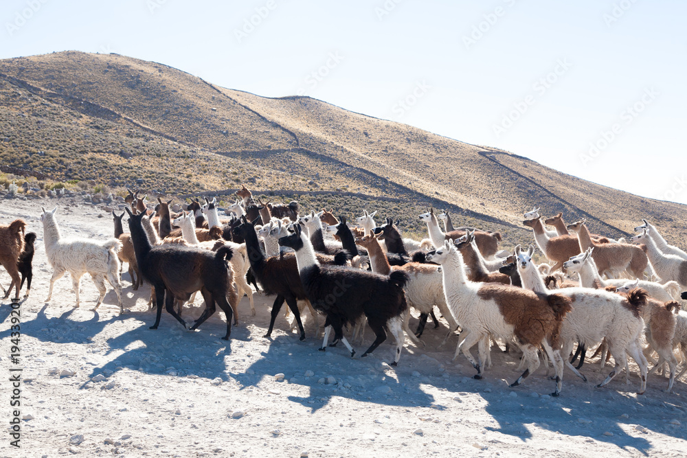 Obraz premium Bolivian llama breeding,Bolivia