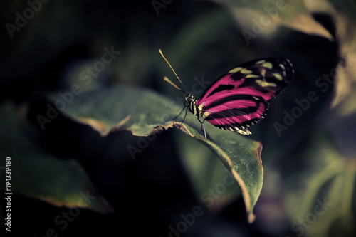 closeup of butterfly with alienated bright pink wings sitting on a leaf in contrasting dark sorrounding - theme about confidence, otherness and pride photo