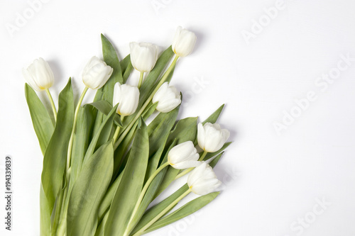 white tulip on white background as a card