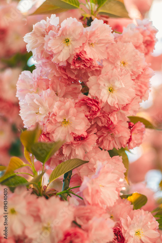 Spring background with flowering Japanese oriental cherry sakura blossom, pink buds with soft sunlight, soft focus