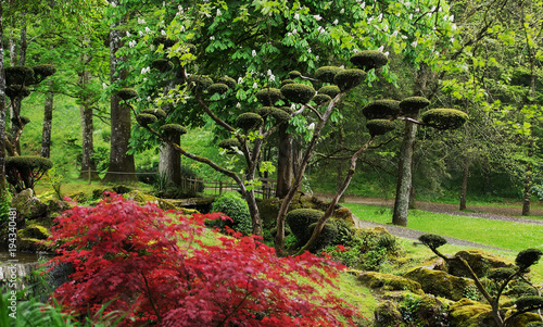 figured crop of plants  -  topiary. Beauty nature in Japanese park in France in Maulivrier . Pays de la loire ..  photo