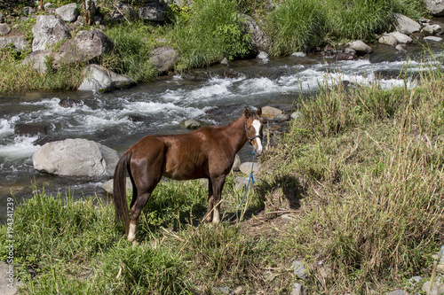 Horse in Caldera river, Boquete ,Chiriqui highlands, Panama, Central America