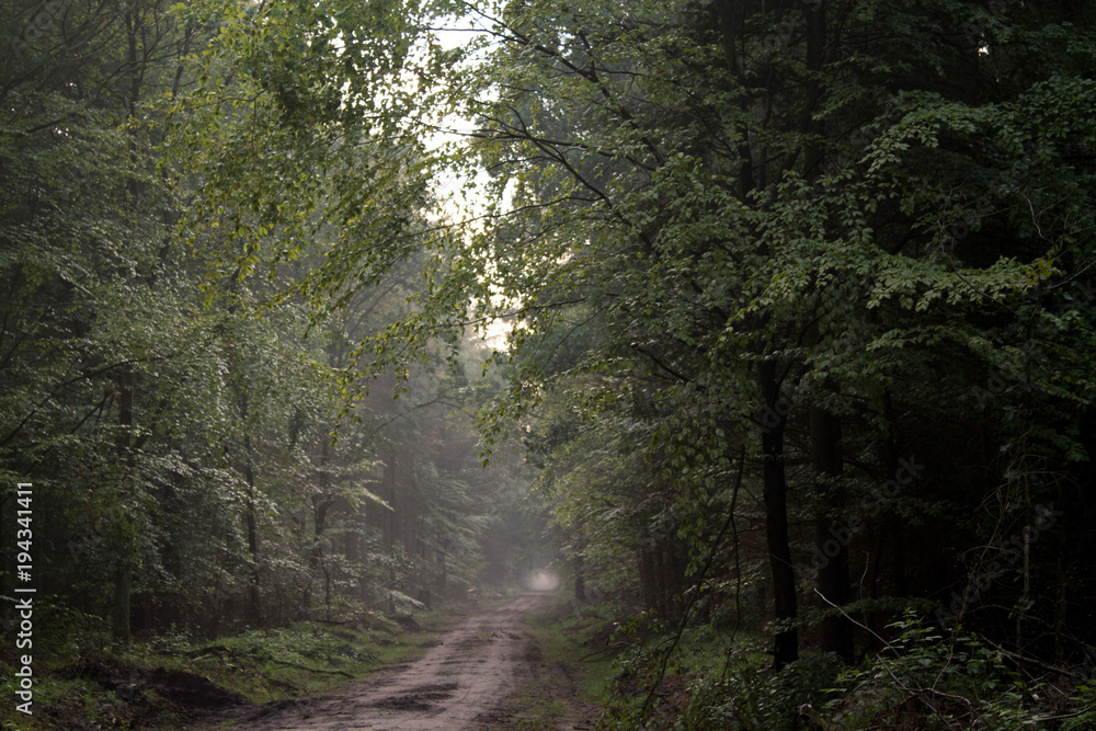 Fototapeta premium waldweg